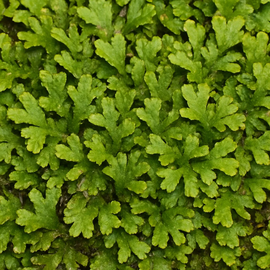 Mech strunowiec – Bryoerythrophyllum recurvirostrum