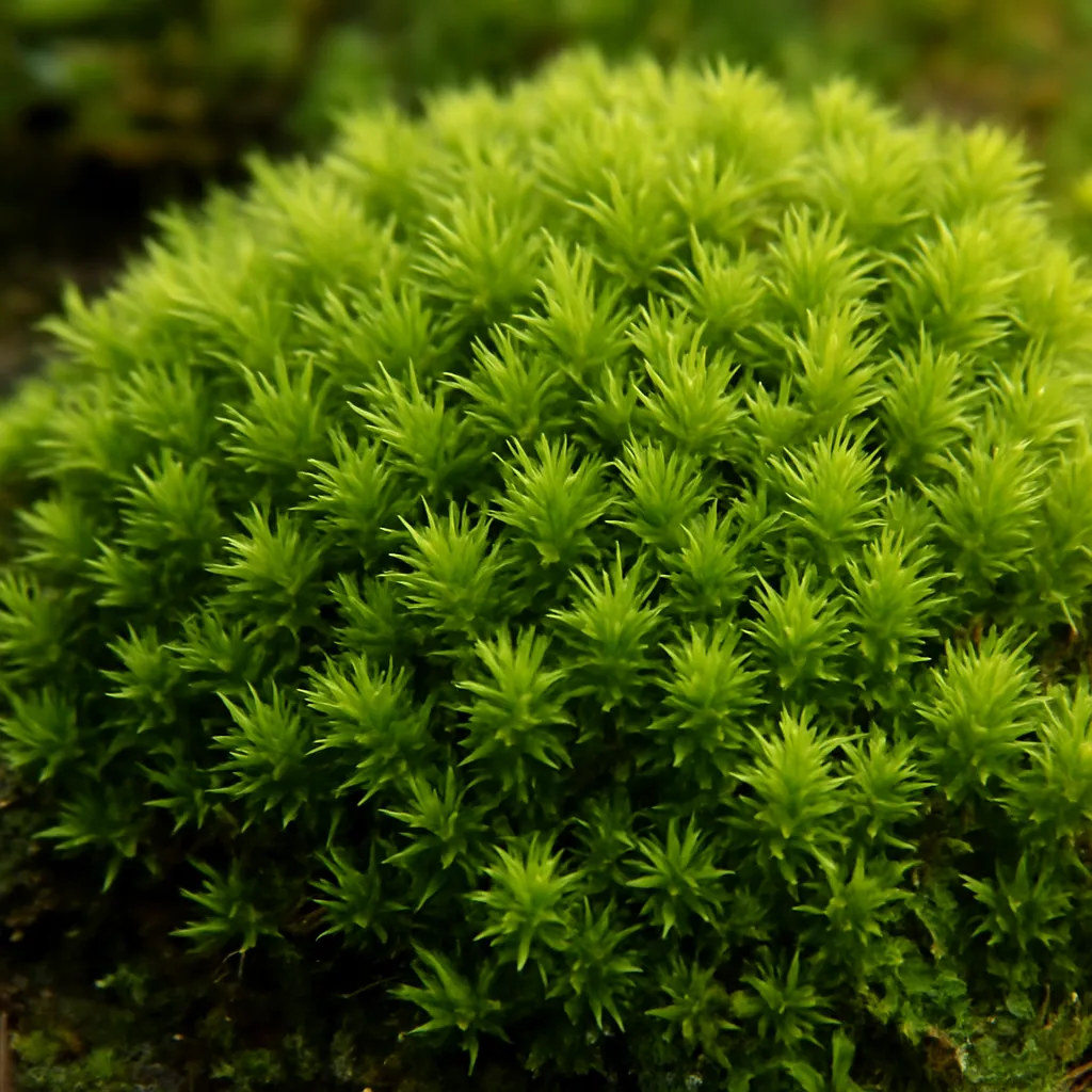 Igłowiec torfowy – Leptobryum flavescens