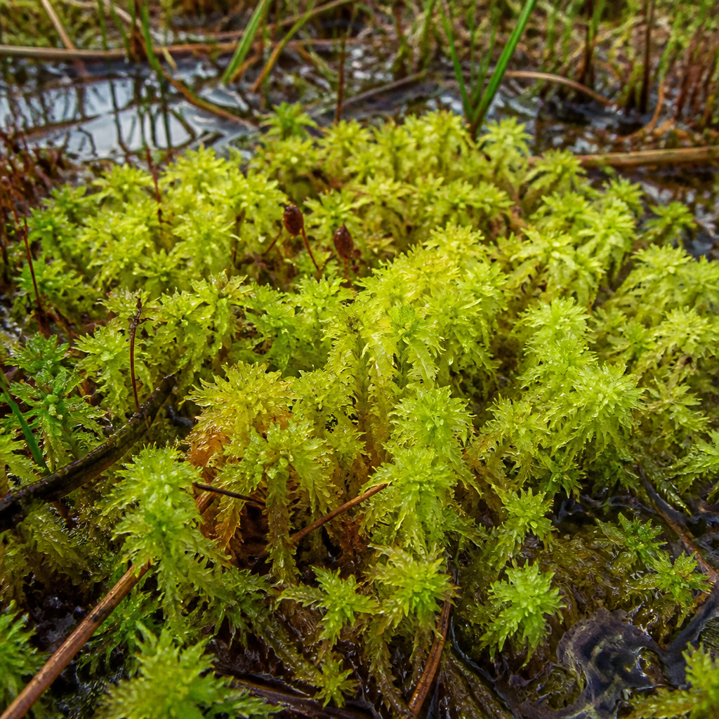 Mech sphagnum