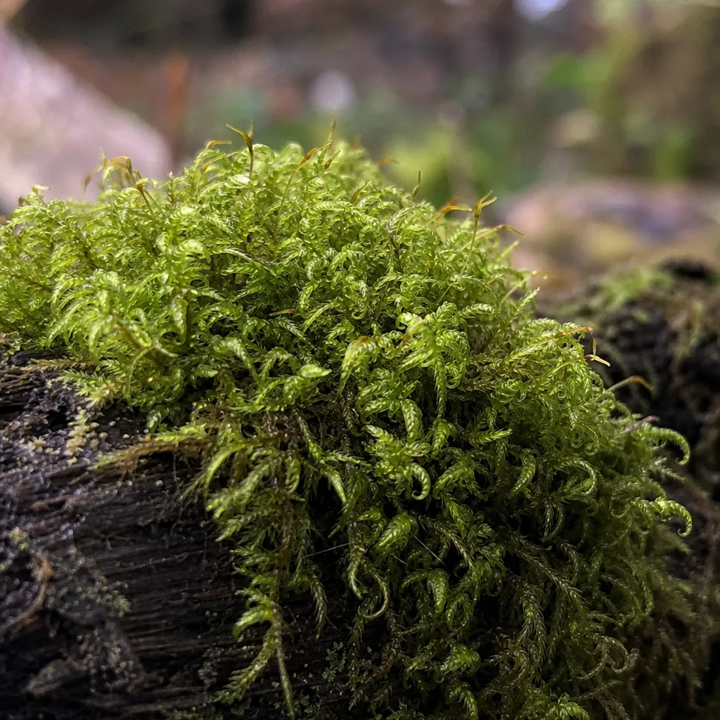 Ulota crispa